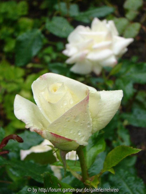 Unbekannte weisse Edelrose aufblühend