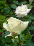 Unbekannte weisse Edelrose aufblühend