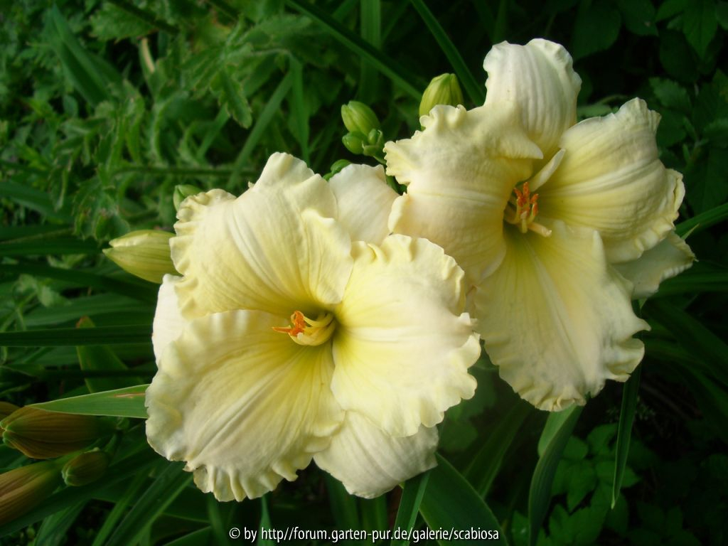 Hemerocallis Sämling