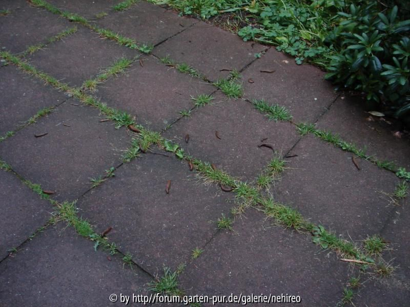 Nacktschnecken