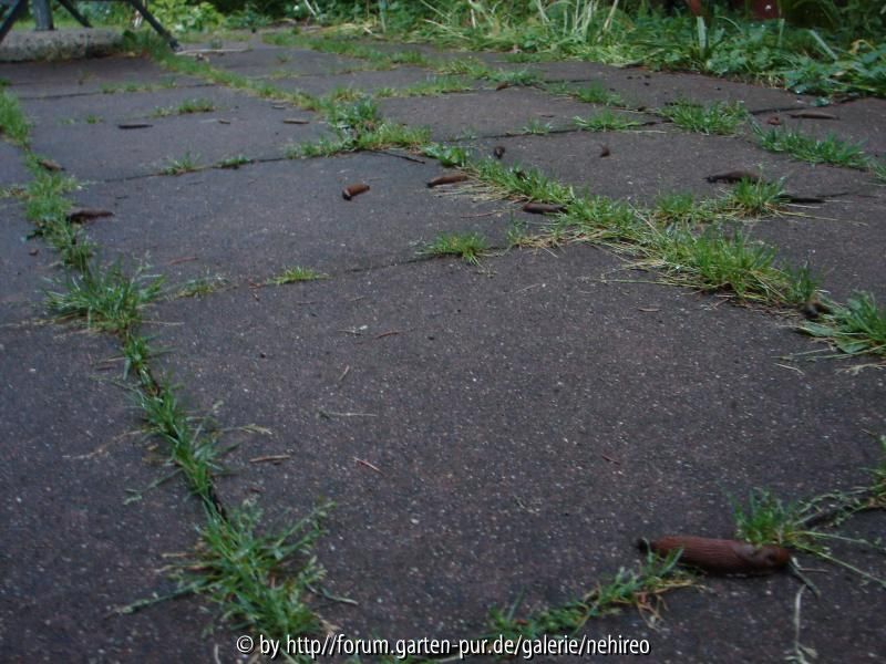 Nacktschnecken2