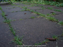 Nacktschnecken2