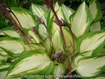 Hosta 'Island Charm'