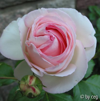 Eden Rose 85