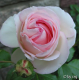 Eden Rose 85