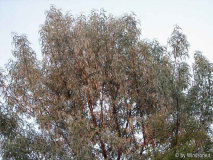 Ölweide trocken