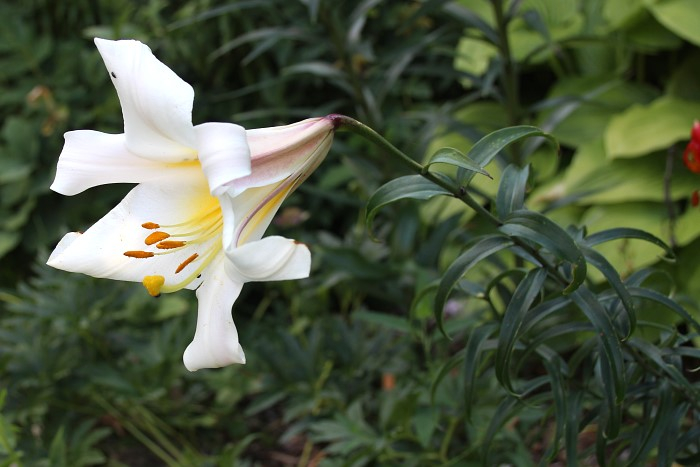 Lilium leucanthum var. centifolium