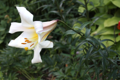Lilium leucanthum var. centifolium
