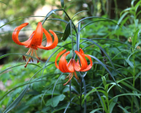 Lilium davidii
