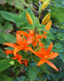 Lilium tsingtauense