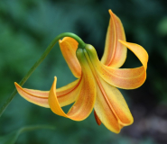 Lilium canadense