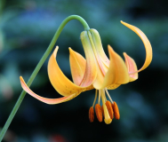 Lilium canadense