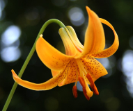 Lilium canadense