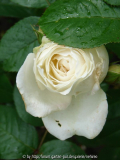Princess of Wales stellt sich unter
