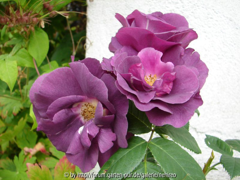 Rhapsody in Blue Büschel