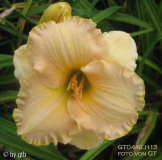 GT04-KLH13