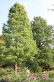 Taxodium