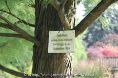 Taxodium Stamm