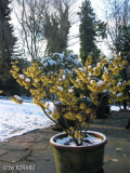 Hamamelis mollis 12.3.2006