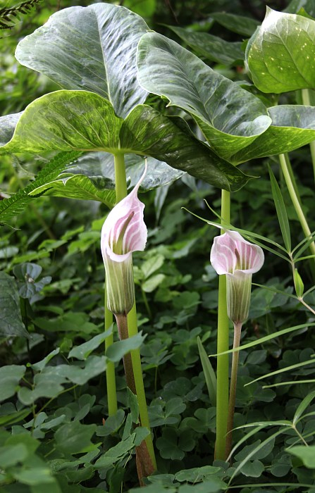 eArisaema candidissimum