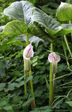 eArisaema candidissimum