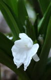 Roscoea nepalensis