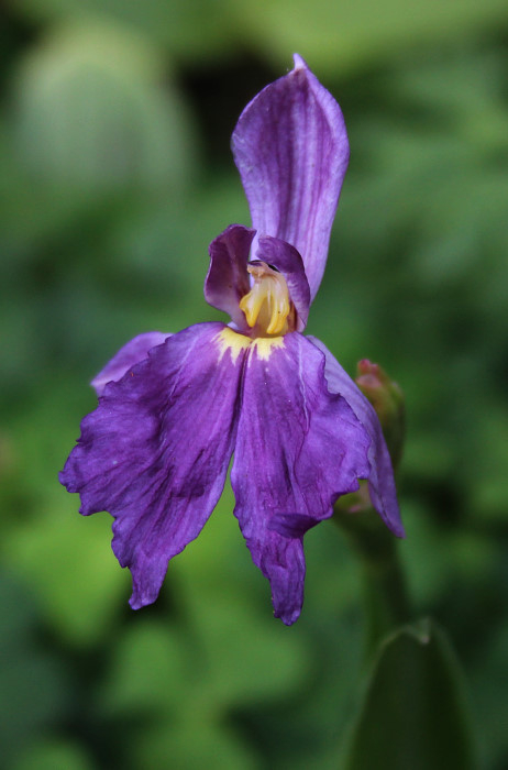Roscoea cautleoides