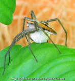 Spinne1