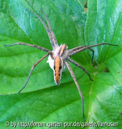 Spinne1