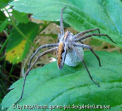 Spinne2