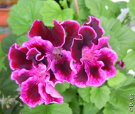 DSCN4688.JPG