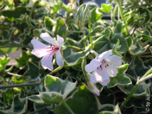 DSCN4660.JPG