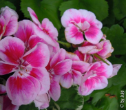 DSCN4690.JPG