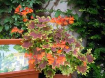DSCN4631.JPG