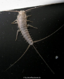 Silberfisch