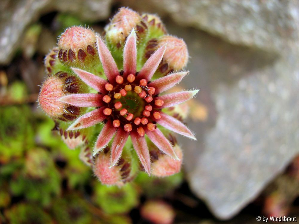 Sempervivum 1-2012