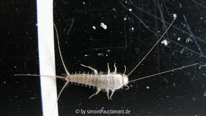Silberfisch3