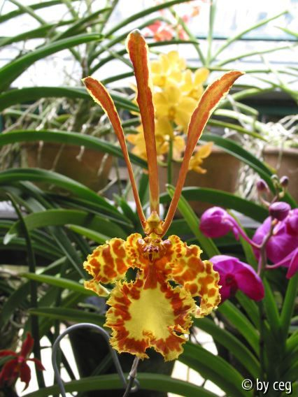 Psychopsis krameriana