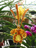 Psychopsis krameriana