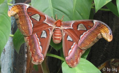 Atlasspinner