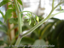 Knospen der Johannisbeertomate