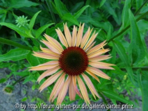 Echinacea spontane Sämling in meinem Gar