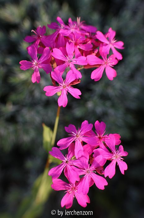 Silene armeria 12