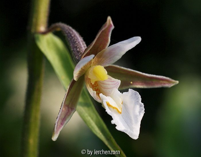 Epipactis palustris