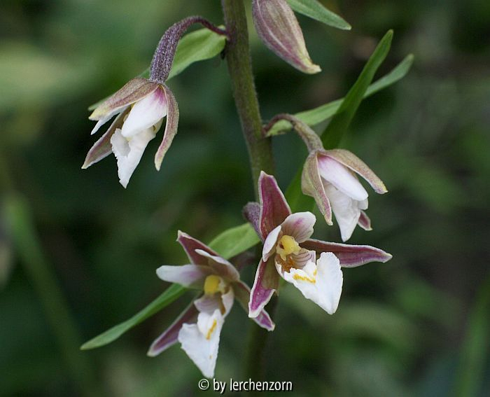 Epipactis palustris g