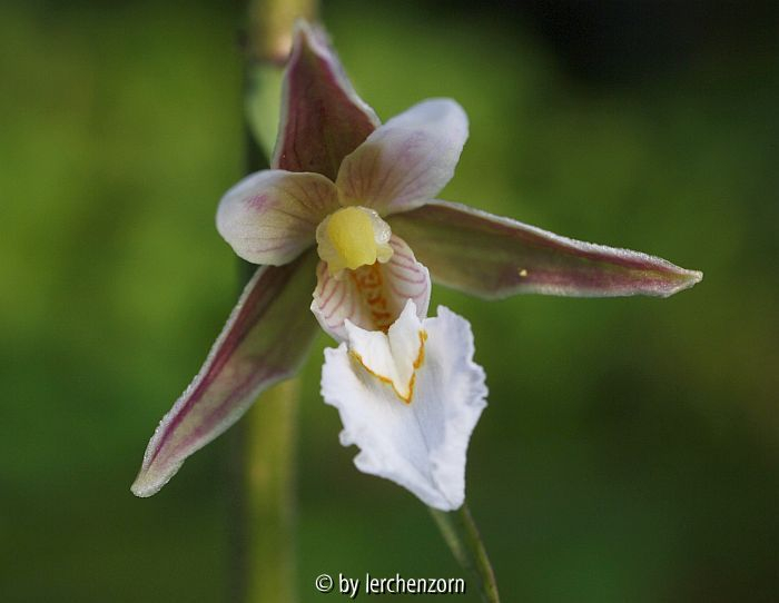 Epipactis palustris