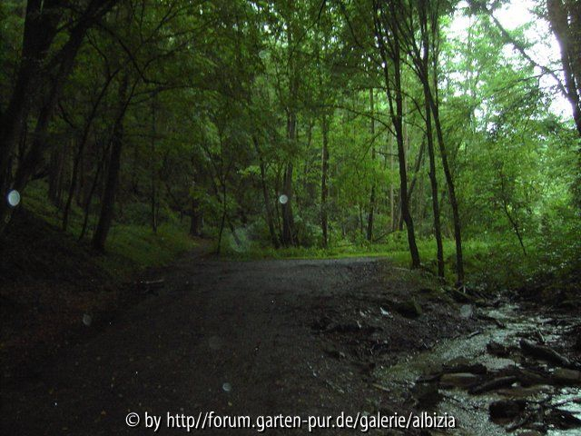 Regen-Wald