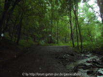 Regen-Wald