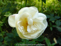 Madame Plantier halbgefüllt