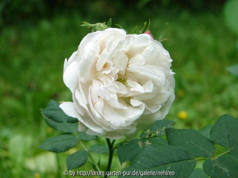Madame Plantier